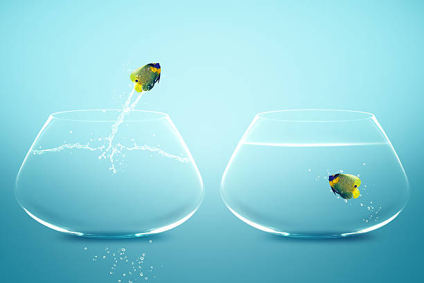 istock Angelfish jumbing to other bowl 178039105