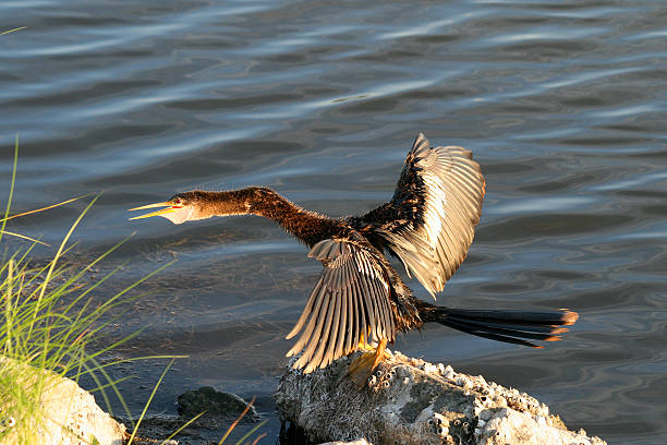 Anhinga Profile stock photo