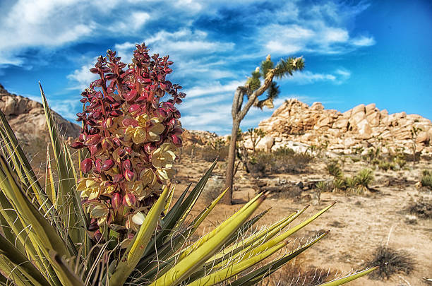 Joshua Tree National Park, California stock photo