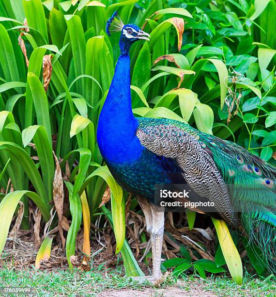 Pavão Masculino - Fotografias de stock e mais imagens de Acasalamento - Acasalamento, Alisar, Animal