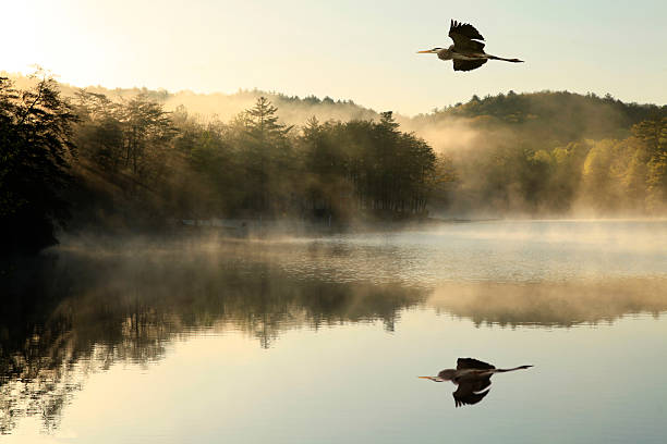 istock Great Blue Heron Flys Over Foggy Lake at Dawn 178039604