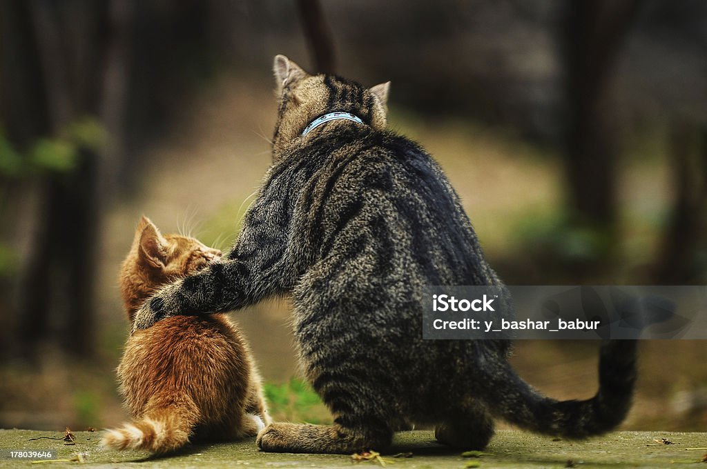 advice My gardens cats... Domestic Cat Stock Photo