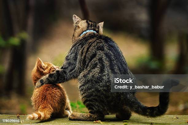 Advice Stock Photo - Download Image Now - Domestic Cat, Listening, Animal