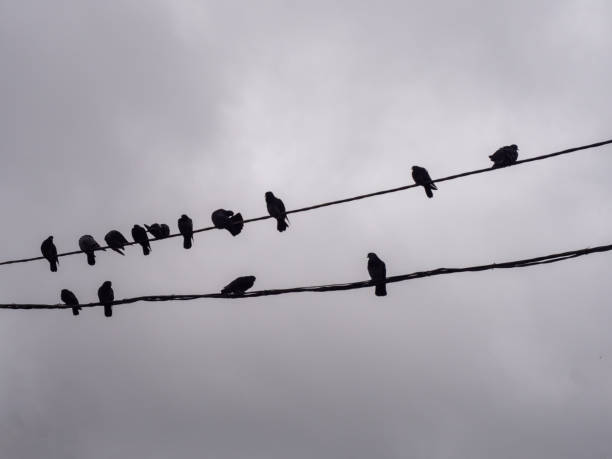 istock Birds sitting on a wire against a grey cloudy sky. 1780398534