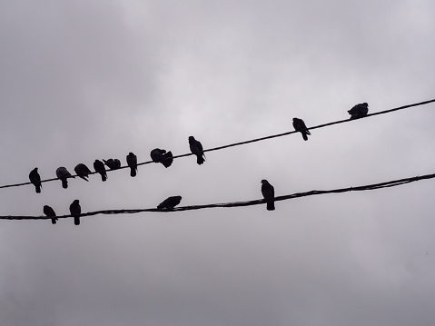 Dark silhouettes of birds sitting on a wire against a grey cloudy sky.