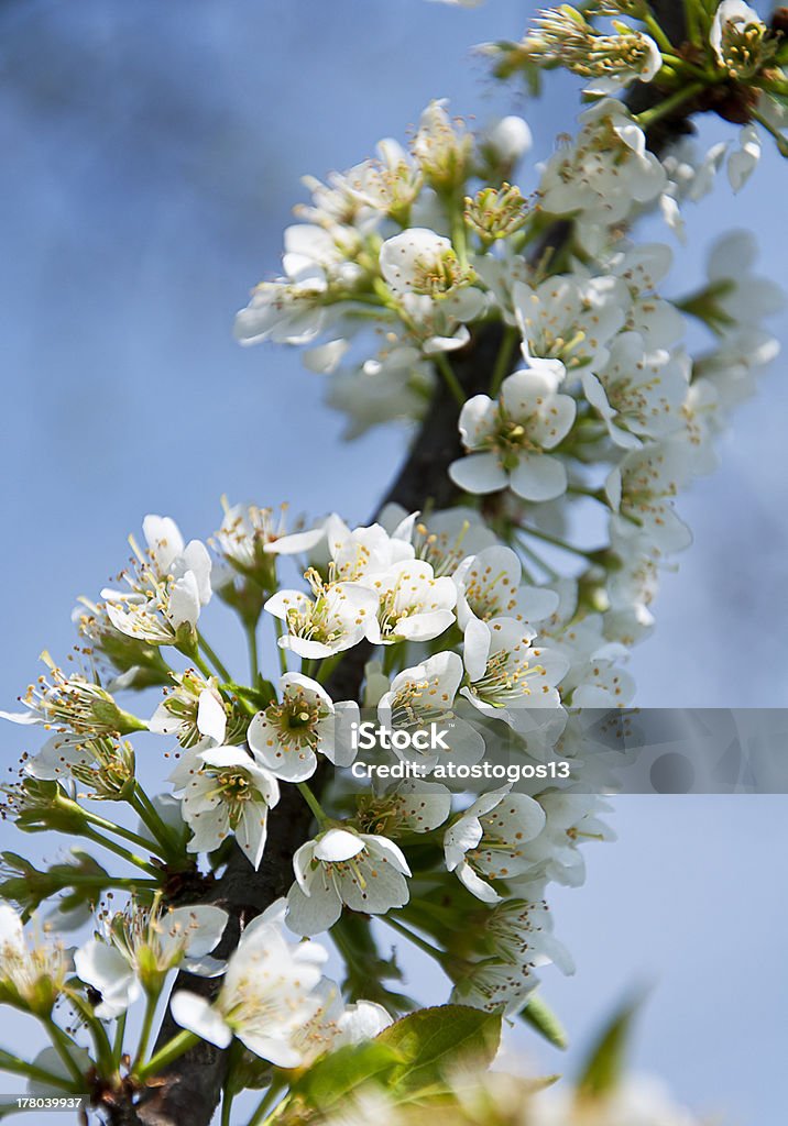 branch of a blossoming tree April Stock Photo