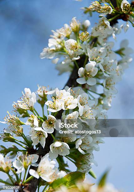 Branch Of A Blossoming Tree Stock Photo - Download Image Now - April, Blue, Branch - Plant Part