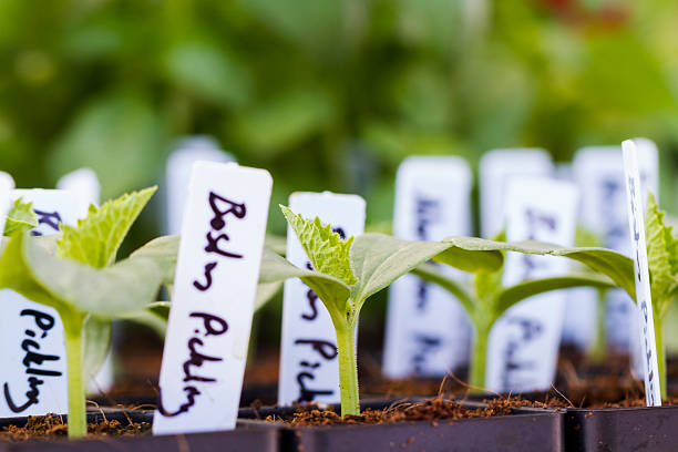 Fresh produce stock photo