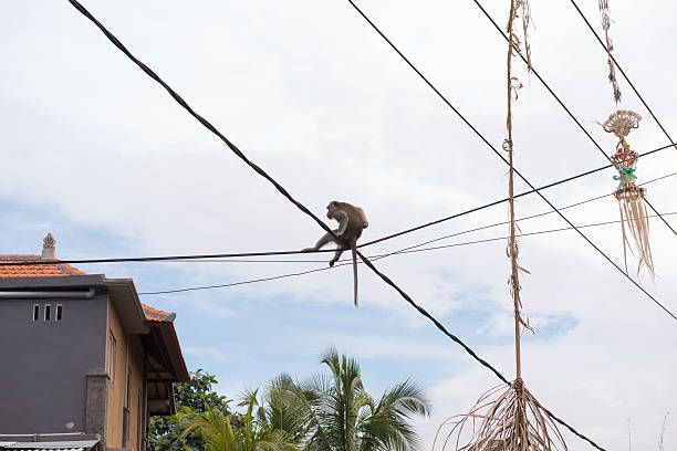 istock Monkey sitting on the street wires 178040552