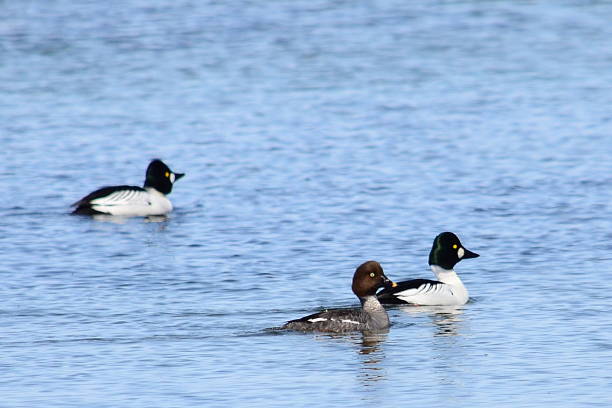 Golden Trio Three Common Goldeneye swimming in the river during spring migration female goldeneye duck bucephala clangula swimming stock pictures, royalty-free photos & images