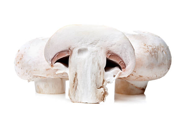 istock closeup of fresh mushroom 178040800