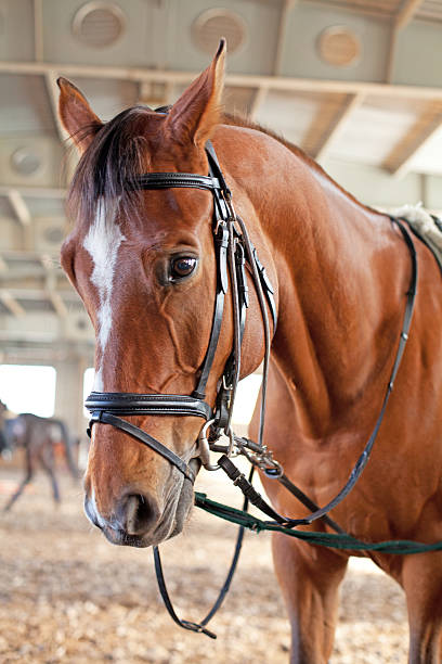istock Beautiful brown horse 178041260