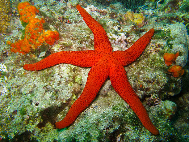 istock Coral reef and sea star 178041312
