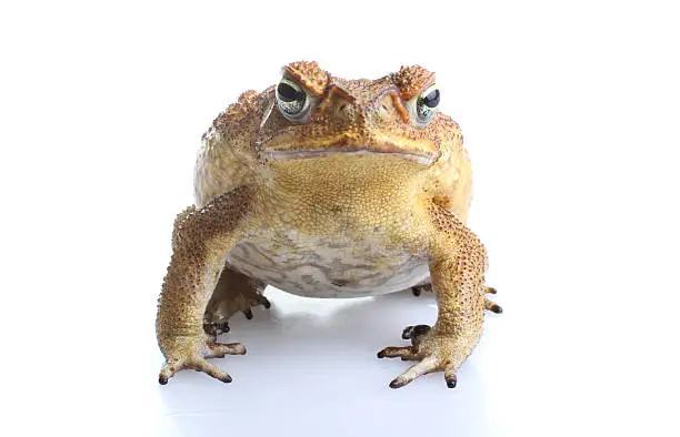 Cane Toad - Bufo marinus - also known as a giant neotropical or marine toad.  Native to Central and South America but an introduced pest to Australia. Isolated on white background.
