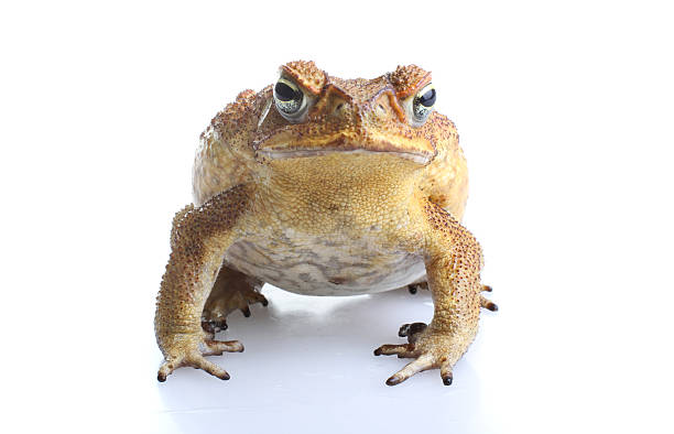 tóxicas sapo-cururu - cane toad toad wildlife nature - fotografias e filmes do acervo