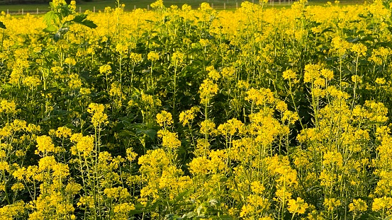 Yellow agrucultural rap field