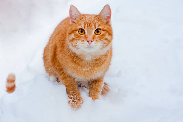 istock Red cat walking in the snow 178041963