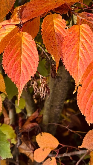 Red autumn leaf