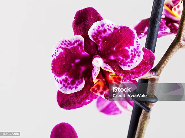Orchid Flower Close Up Stock Photo - Download Image Now - Blossom, Bud, Close-up
