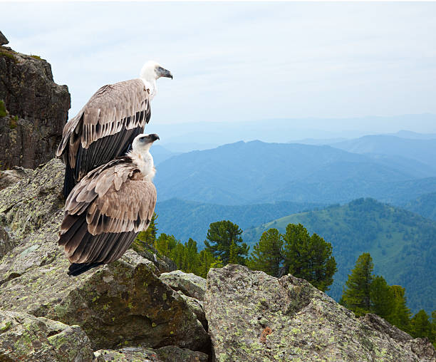 istock Couple of Griffon vulture 178042584