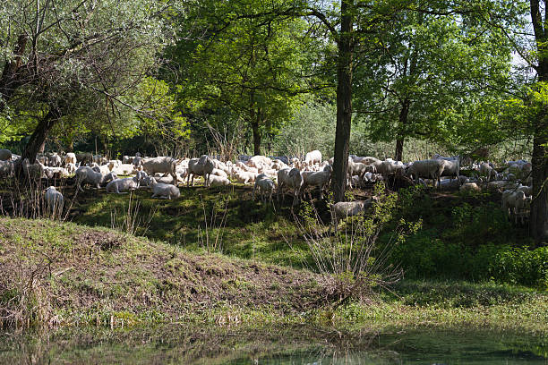 sheeps feasting en un entorno pastoral - sheeps through time fotografías e imágenes de stock