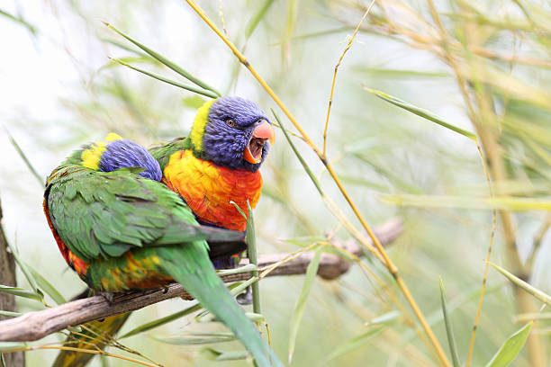istock Rainbow lorikeet, trichoglossus haematodus 178042999