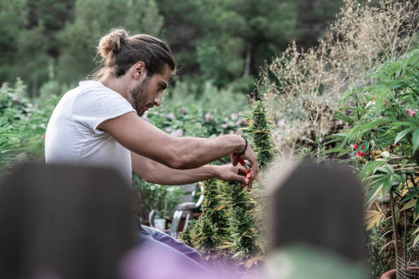 istock concentrated caucasian guy working pruning the leaves of marijuana plants 1780431023