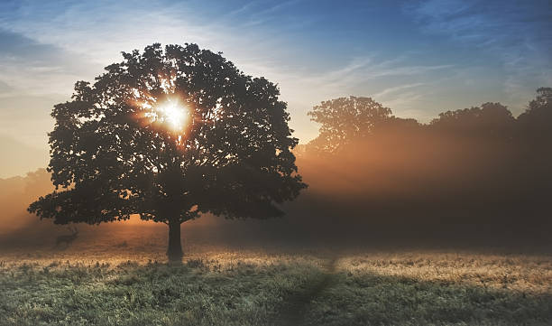istock Sunrise sunbeams bursting through tree onto foggy landscape 178043245