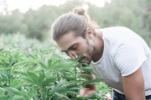 Caucasian guy with a beard and long collected hair feeling the smell of marijuana plants with his eyes closed - Medicinal use