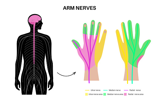 Nerves of the hand and wrist. Ulnar, median and radian nerves scheme. Peripheral nervous system infographic, sensory and motor components medical flat vector illustration for clinic or education.