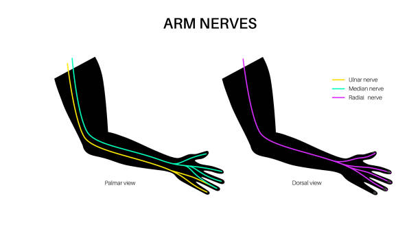 Nerves of the hand vector art illustration