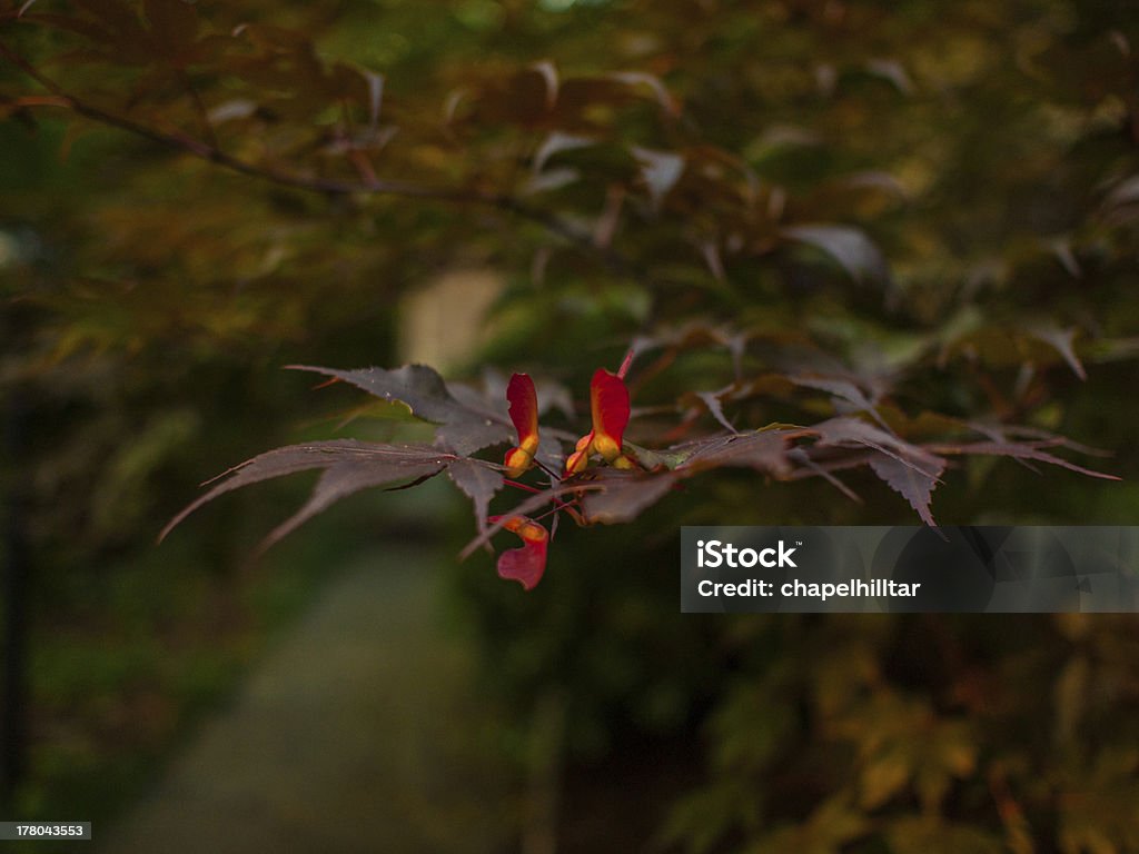 Érable du Japon avec des graines - Photo de Flore libre de droits