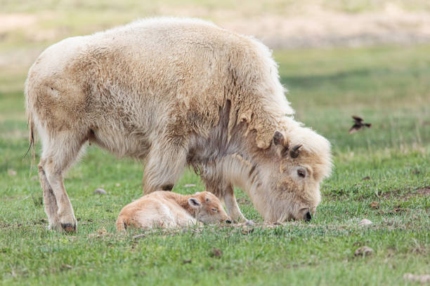 madre e bambino bisonte bianco - white bison foto e immagini stock