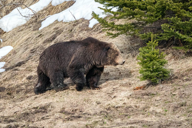 istock Grizzly Bear Male on a Hillside 1780441360