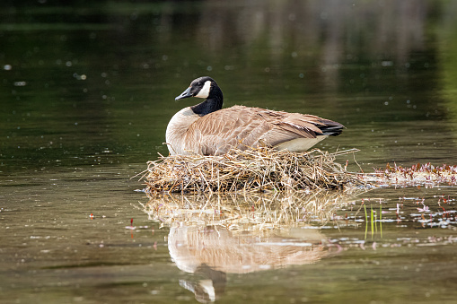 A nest and Canada goose reflecting in the water of a lake in Grand Teton National Park Wyoming.