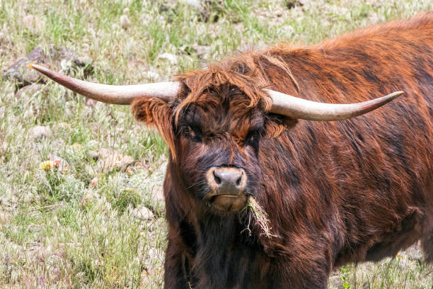 istock Scottish Highland Bull Portrait 1780447243