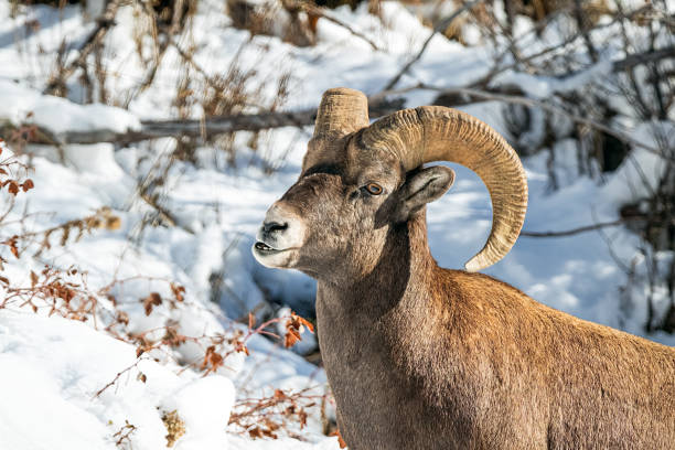 istock Bighorn Sheep Ram Portrait 1780448342