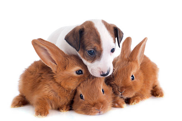 istock jack russel terrier and bunnies 178045106