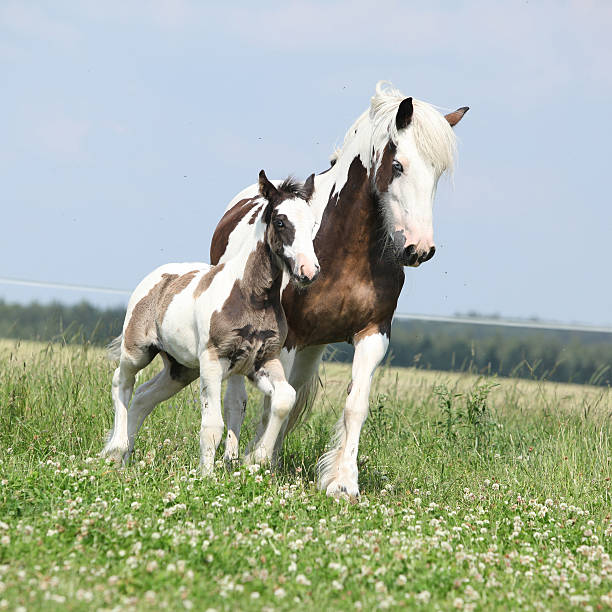 istock Nice irish cob mare with foal on pasturage 178045192