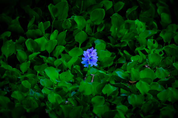 Water Hyacinth Flower in the water
