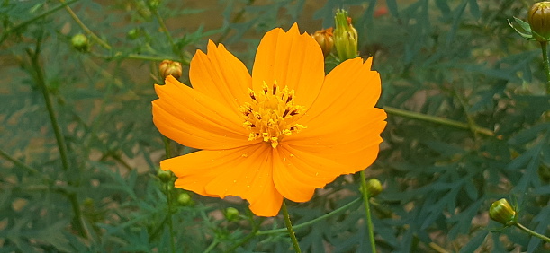 Orange Cosmos is an Asteraceae family sunflower flowering plant. It is also known Sulphur Cosmos, Cosmos Sulphureus and Klondike Cosmos. It's native place is Mexico and Central America.
