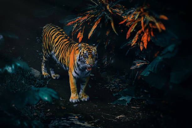 istock Tiger in the jungle 1780460342