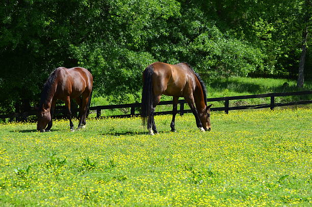 Horse and Buttercups stock photo