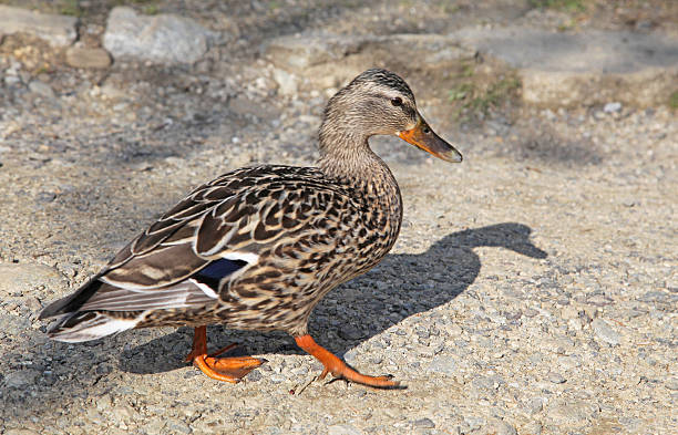 istock Wild duck on tarn Vrbicke pleso 178046051