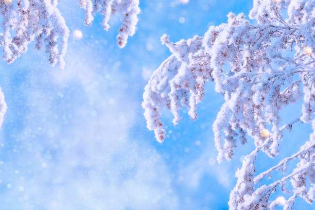 istock Blurred frozen grass. Winter abstract background. Landscape. 1780464507