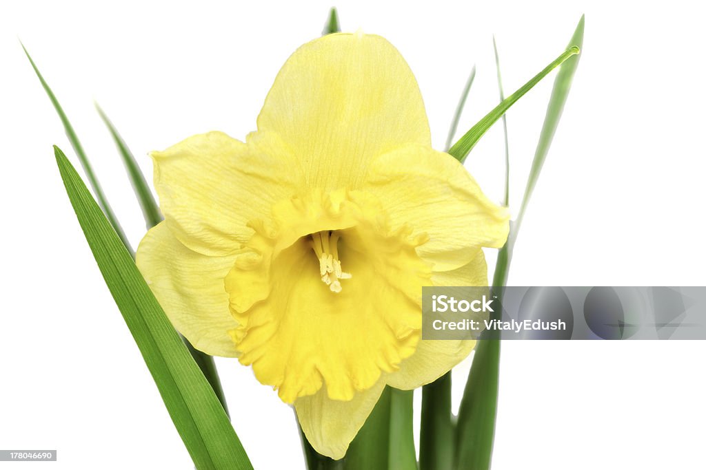 Piękna Wiosna Jeden kwiat: Żółty narcissus (Narcyz) - Zbiór zdjęć royalty-free (Bez ludzi)