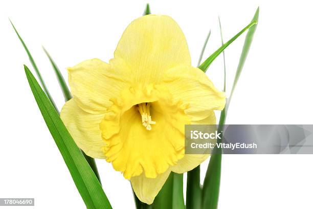 Piękna Wiosna Jeden Kwiat Żółty Narcissus - zdjęcia stockowe i więcej obrazów Bez ludzi