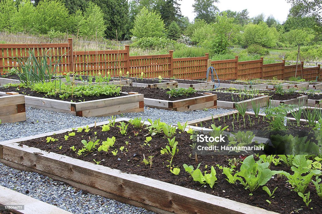 Community vegetable garden Community vegetable garden boxes. Yard - Grounds Stock Photo