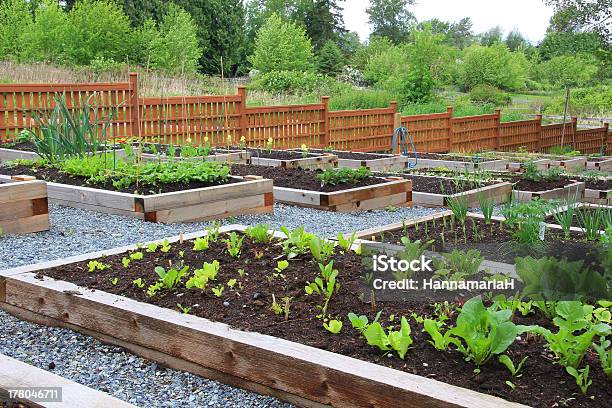Community Vegetable Garden Stock Photo - Download Image Now - Yard - Grounds, Vegetable Garden, Urban Garden
