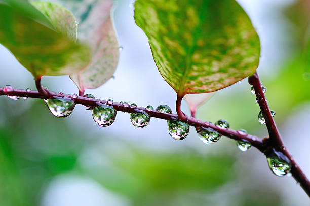 gouttes d'eau de pluie sur les feuilles vertes de - cycle de leau photos et images de collection